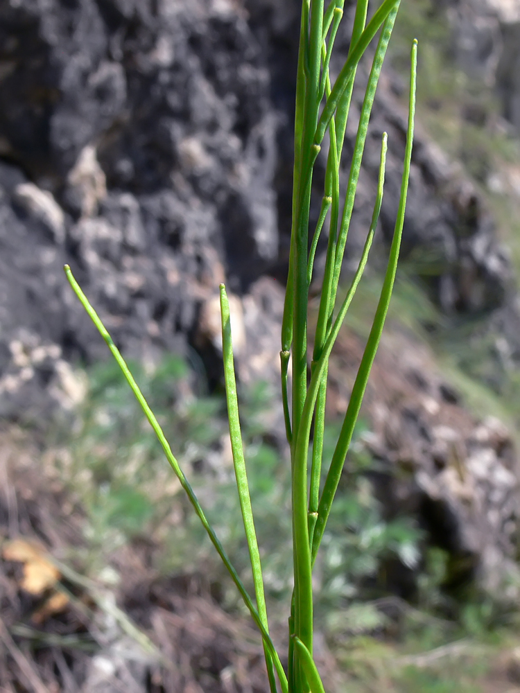 Image of Arabis borealis specimen.