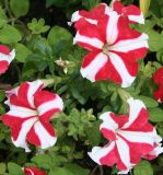 Petunia × atkinsiana. Верхушки цветущих растений. Восточный Казахстан, г. Усть-Каменогорск, парк, в культуре. 29.07.2012.