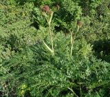 Ferula songarica. Верхняя часть бутонизирующего растения. Восточный Казахстан, Глубоковский р-н, окр. с. Тарханка, южный склон сопки. 13.06.2015.