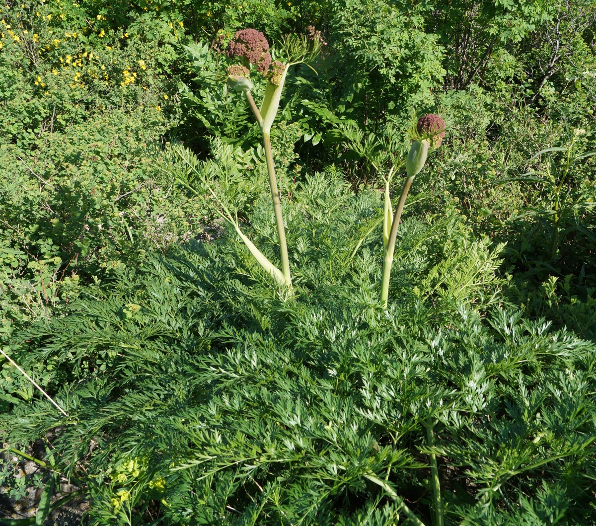 Изображение особи Ferula songarica.