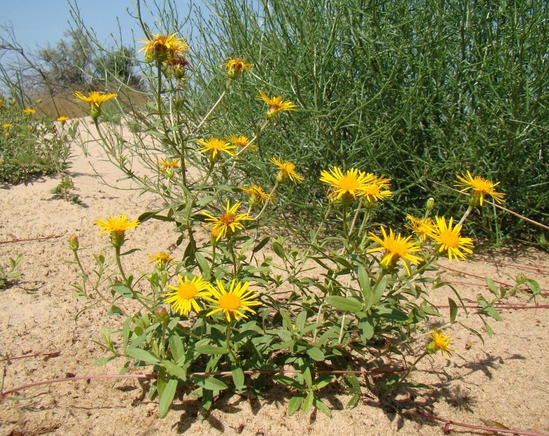 Изображение особи Inula sabuletorum.