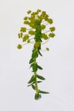 Euphorbia agraria. Верхушка цветущего растения. Республика Молдова, пригород Кишинёва. 29 апреля 2009 г.
