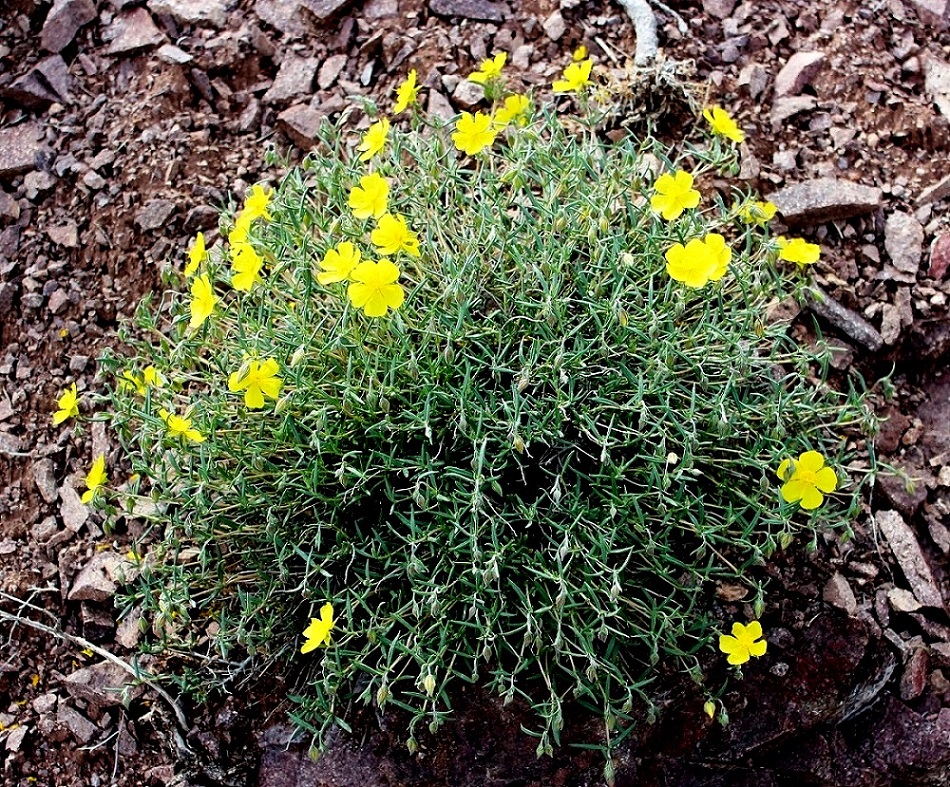 Image of Helianthemum songaricum specimen.