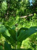 Cirsium helenioides