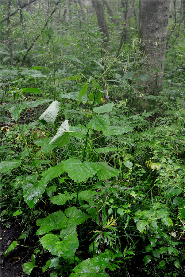 Image of Prenanthes tatarinowii specimen.