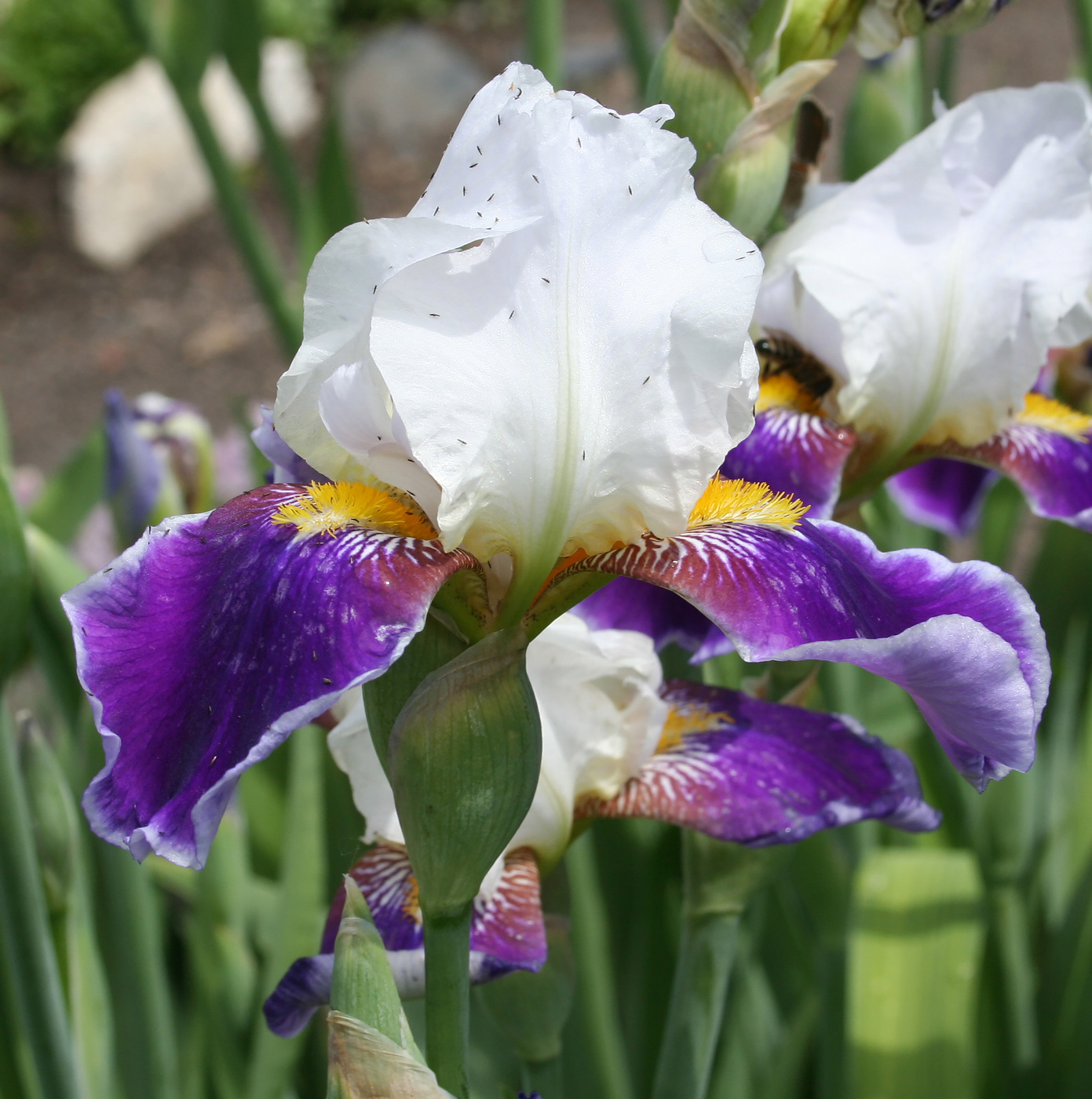 Изображение особи Iris × hybrida.