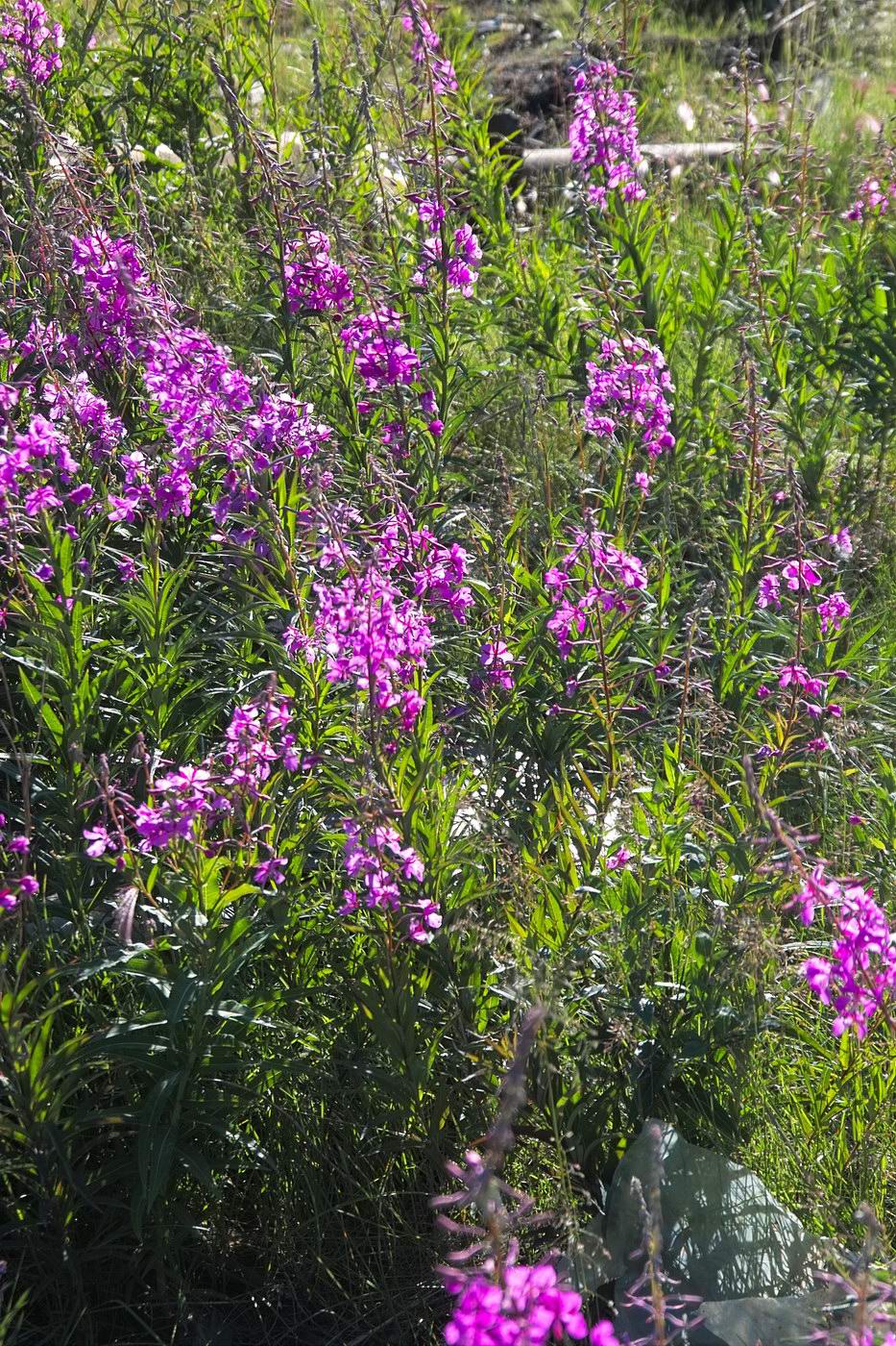 Изображение особи Chamaenerion angustifolium.