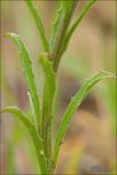 Erysimum repandum