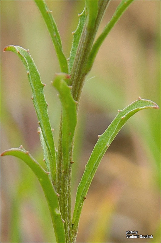 Изображение особи Erysimum repandum.