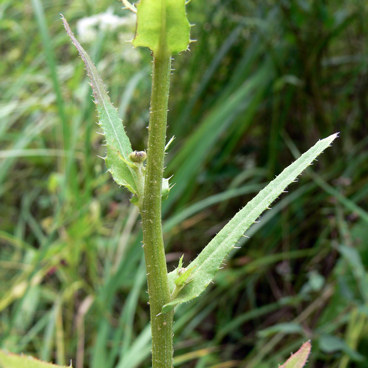 Image of Picris hieracioides specimen.