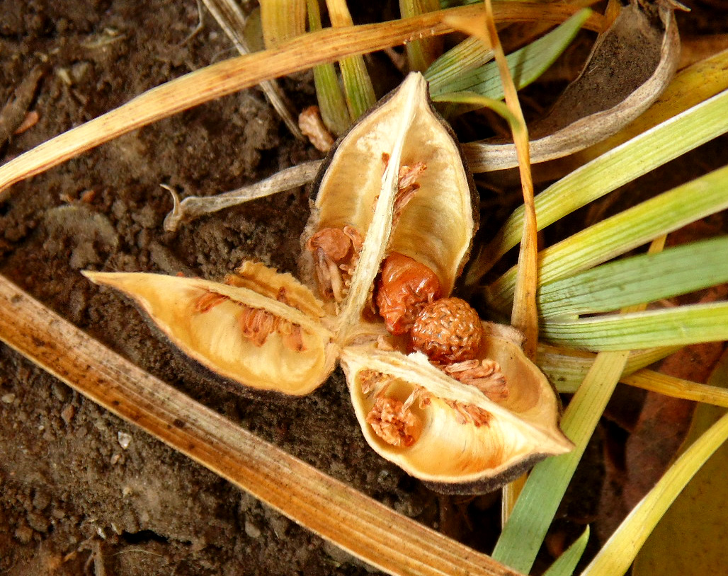 Image of Iris pontica specimen.