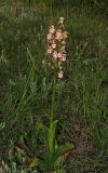 Orchis × wulffiana. Цветущее растение. Крым, окр. Феодосии, хр. Тепе-Оба, нарушенная степь в междурядьях искусственного леса из сосны крымской с примесью лиственных деревьев и кустарников. 10 мая 2016 г.