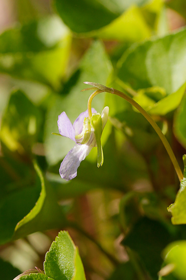 Изображение особи Viola mirabilis.