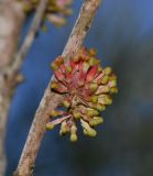 Hakea orthorrhyncha