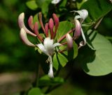 Image of taxon representative. Author is Виталий Гуменюк
