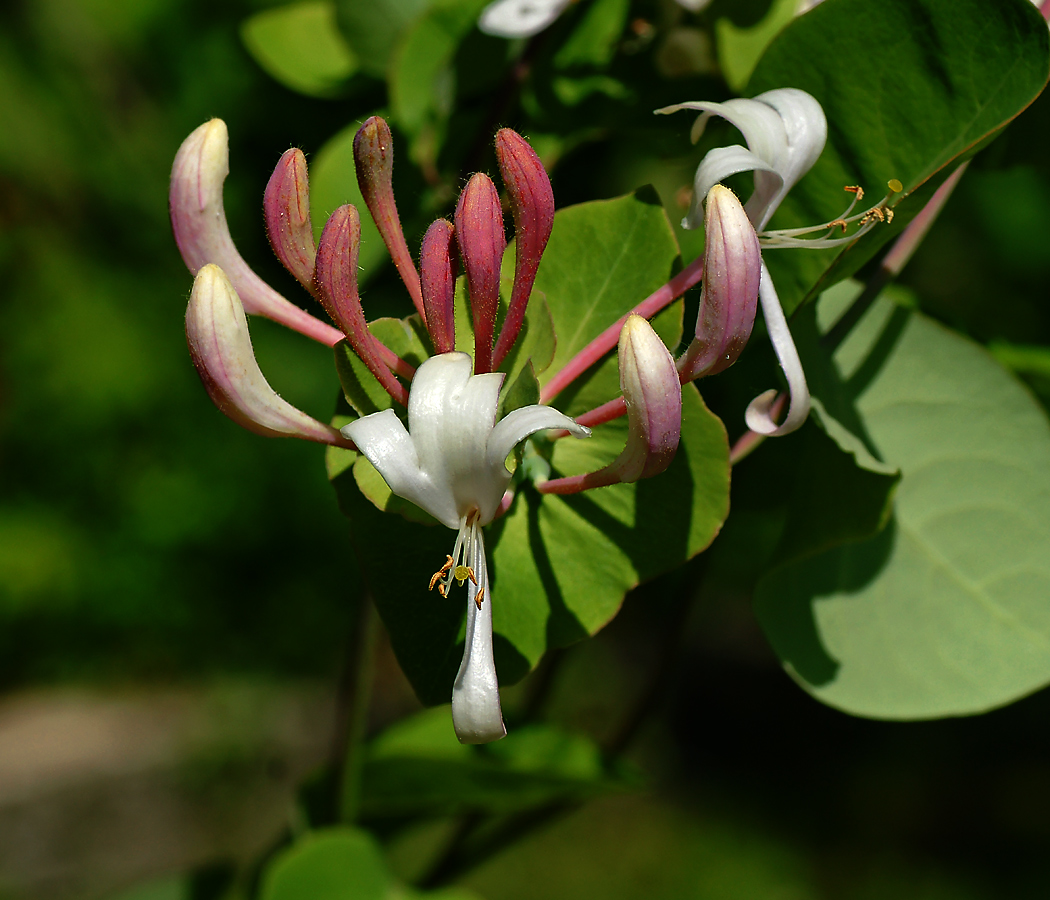 Изображение особи Lonicera caprifolium.