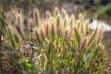 Hordeum murinum. Верхушки плодоносящих растений. Греция, о. Крит, Ретимно (Ρέθυμνο), каменистое побережье Критского моря. 06.05.2014.