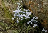 genus Eritrichium