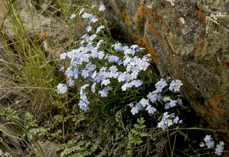 Изображение особи род Eritrichium.