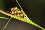 Luzula pallescens