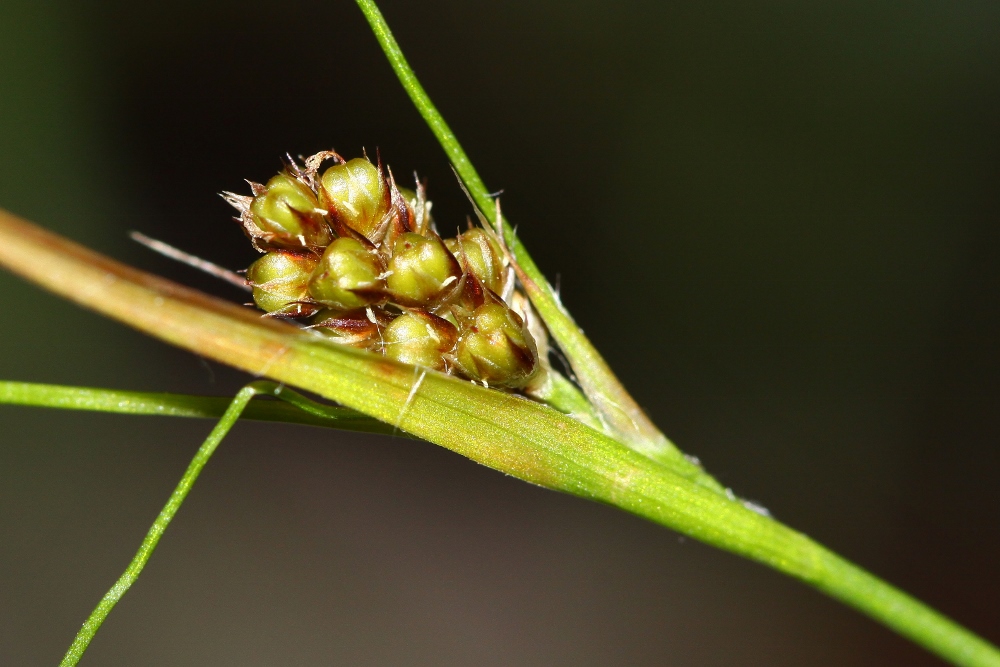 Image of Luzula pallescens specimen.