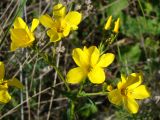 Linum flavum. Верхушка цветущего растения. Ульяновская обл., Инзенский р-н, окр. с. Коржевка, открытый склон с выходами мергелисто-меловых пород. 12 июня 2010 г.