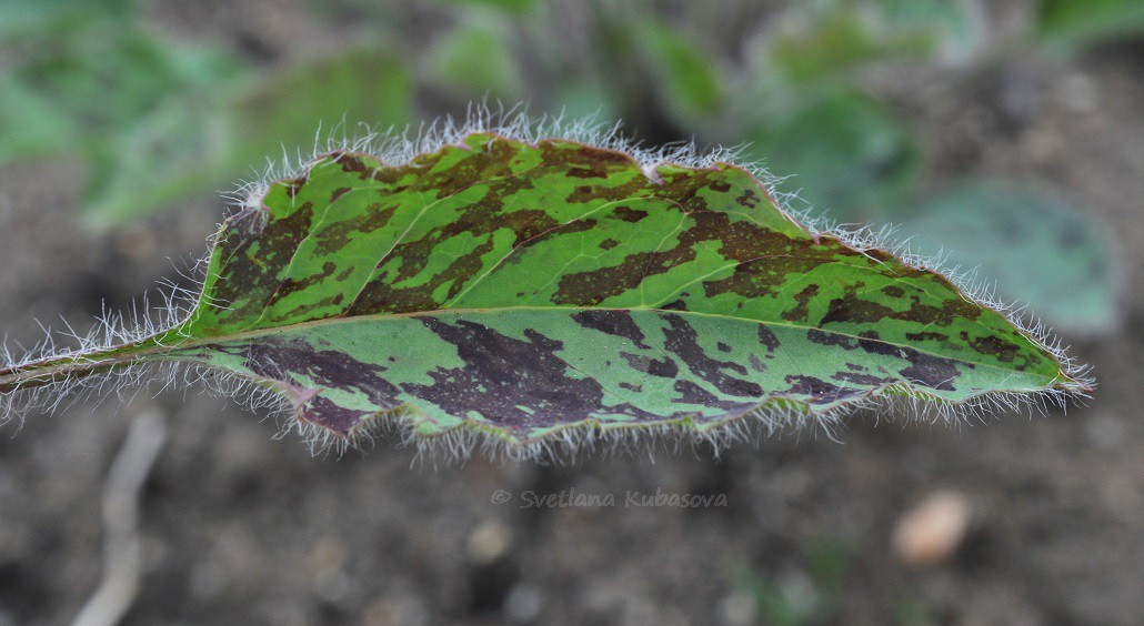 Изображение особи Hieracium maculatum.