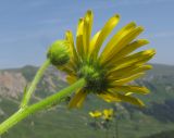 Doronicum macrophyllum