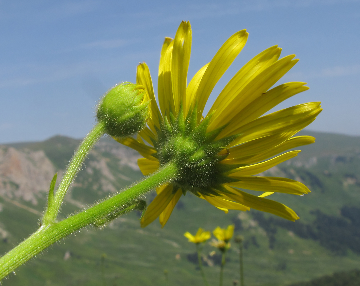 Изображение особи Doronicum macrophyllum.