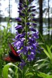 Veronica longifolia. Часть соцветия c питающейся Пестрянкой Zygaena sp. Свердловская обл., окр. с. Курганово, Верхнемакаровское вдхр., смешанный лес. 11.07.2009.