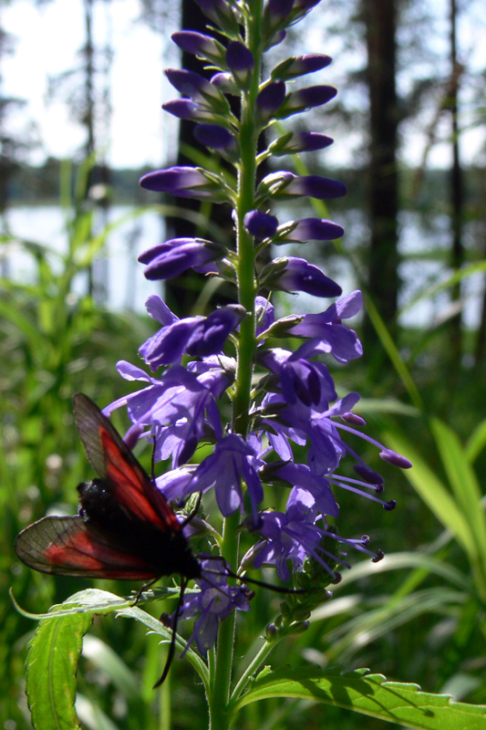 Изображение особи Veronica longifolia.