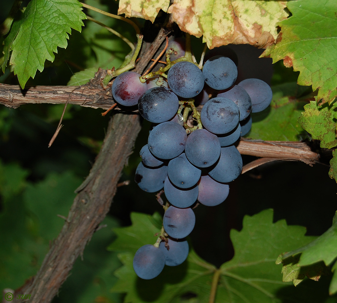 Image of Vitis vinifera specimen.