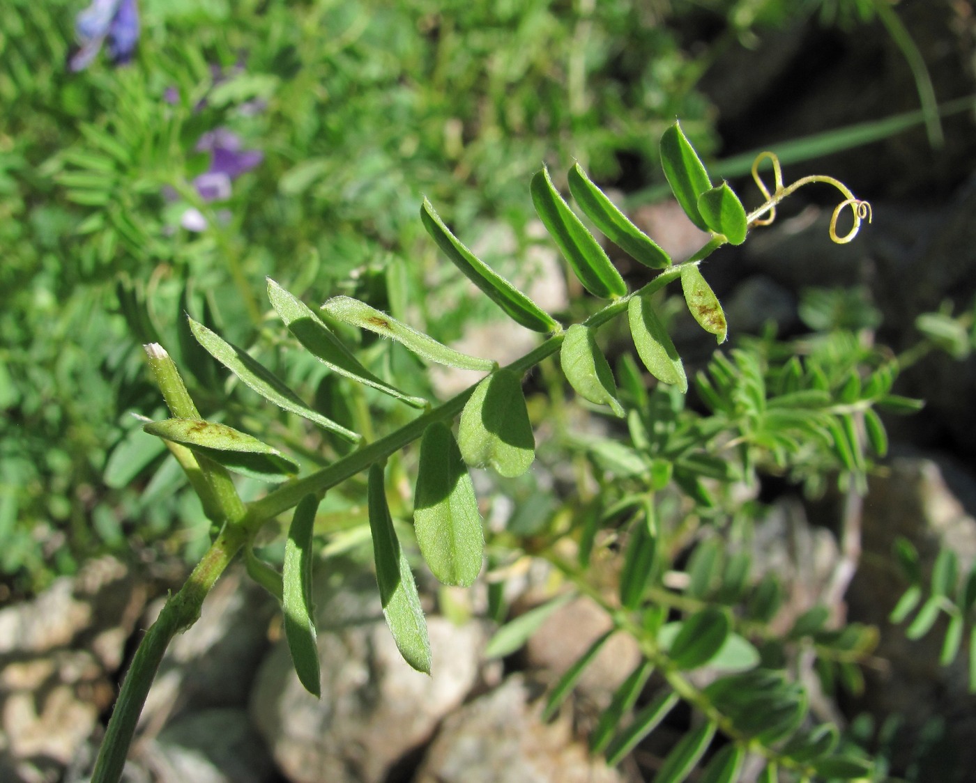 Image of Vicia sosnowskyi specimen.
