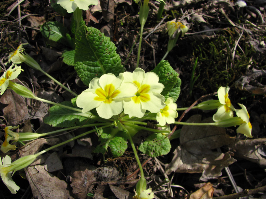 Image of Primula vulgaris specimen.