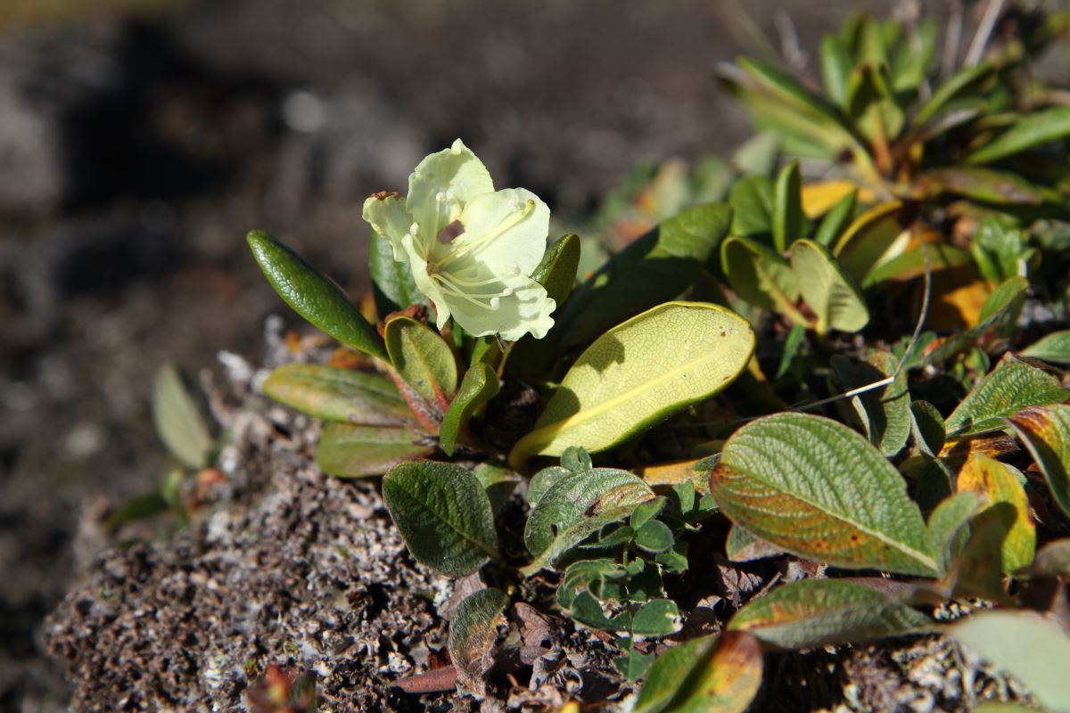 Image of Rhododendron aureum specimen.