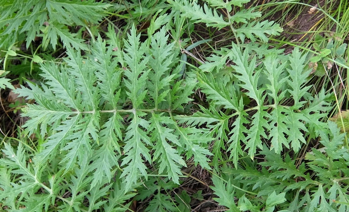 Image of Artemisia maximovicziana specimen.
