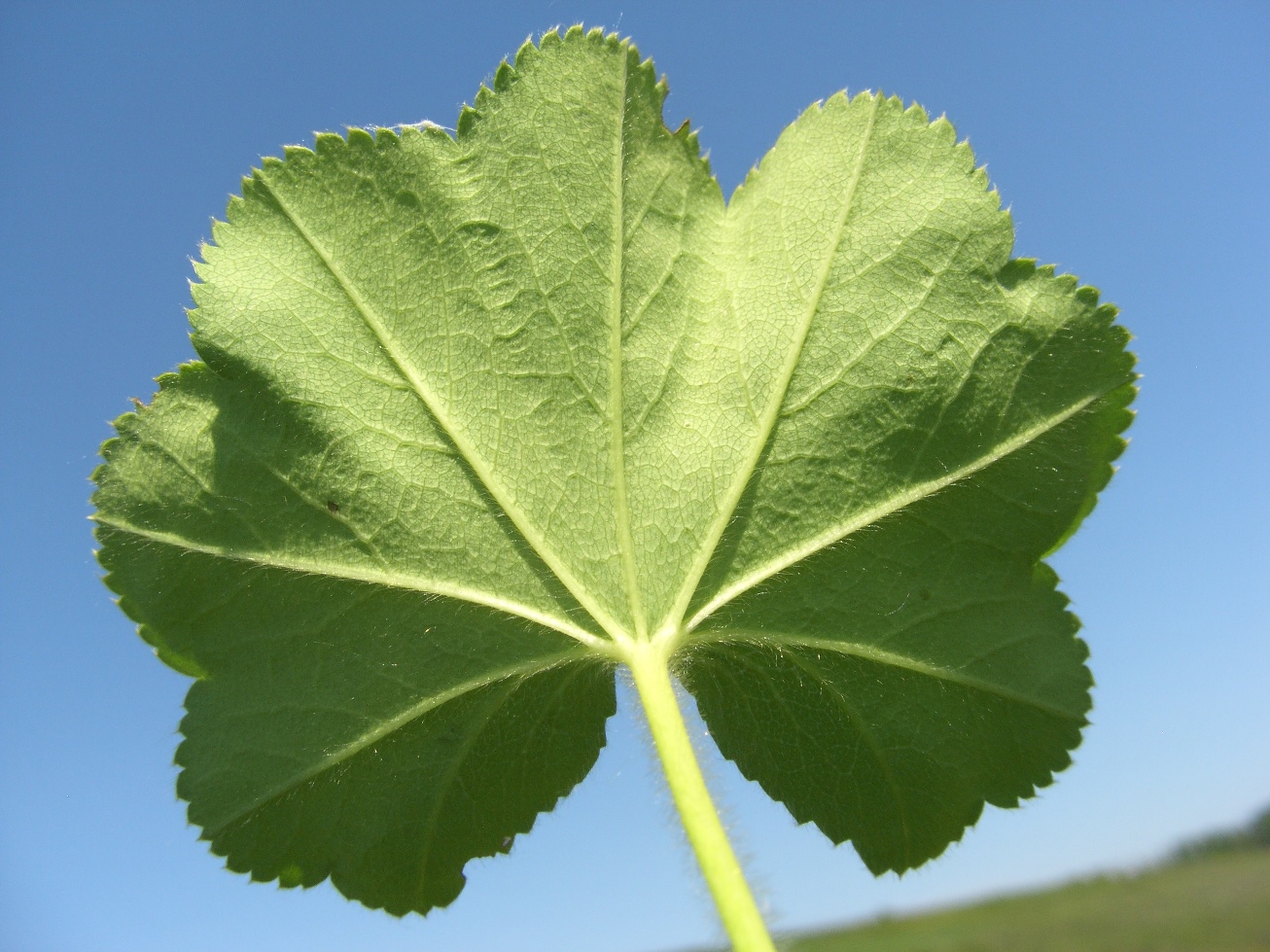 Изображение особи род Alchemilla.