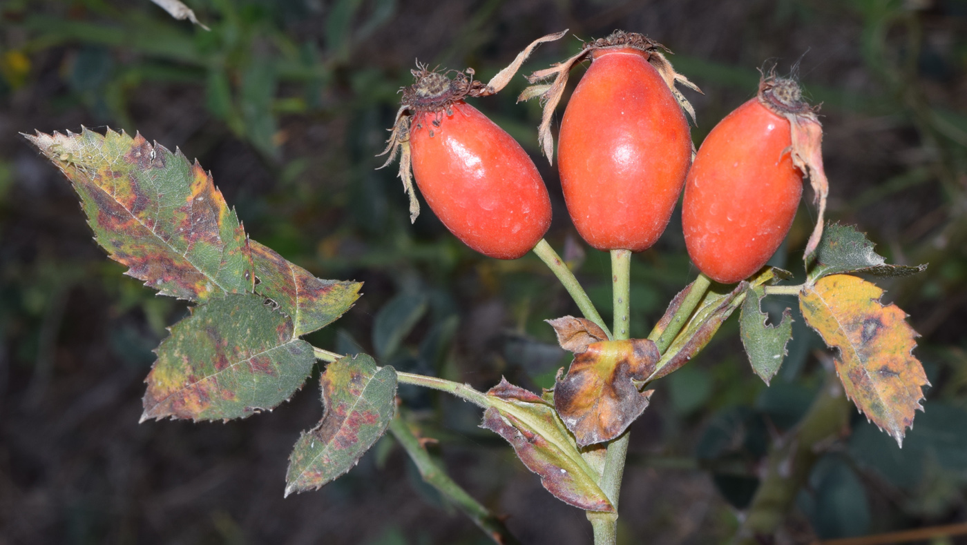 Image of Rosa canina specimen.