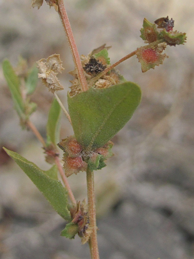 Image of Atriplex rosea specimen.