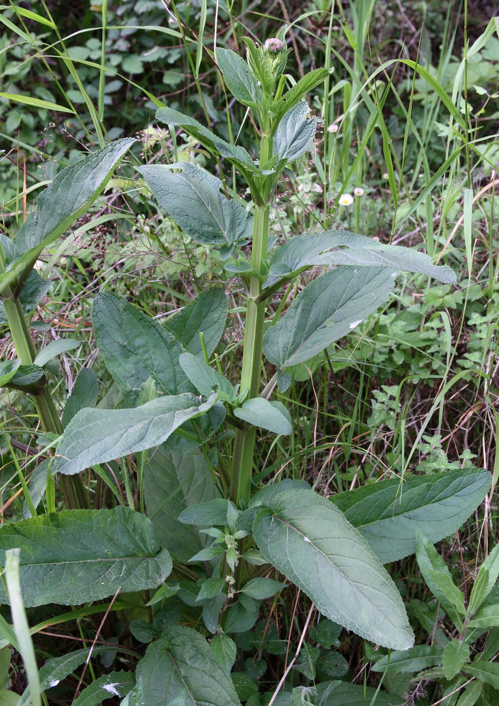 Изображение особи Scrophularia umbrosa.