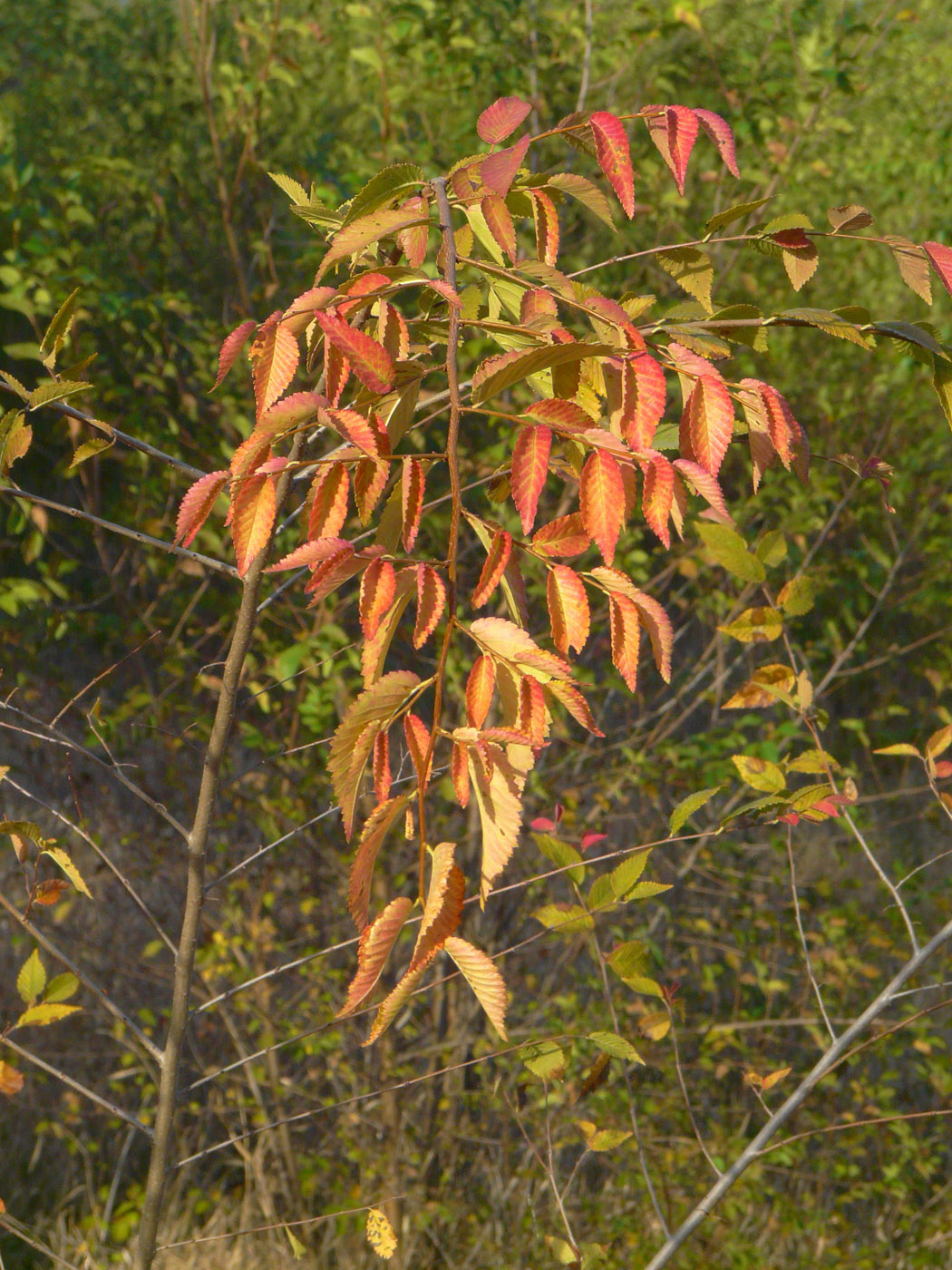 Изображение особи Ulmus pumila.