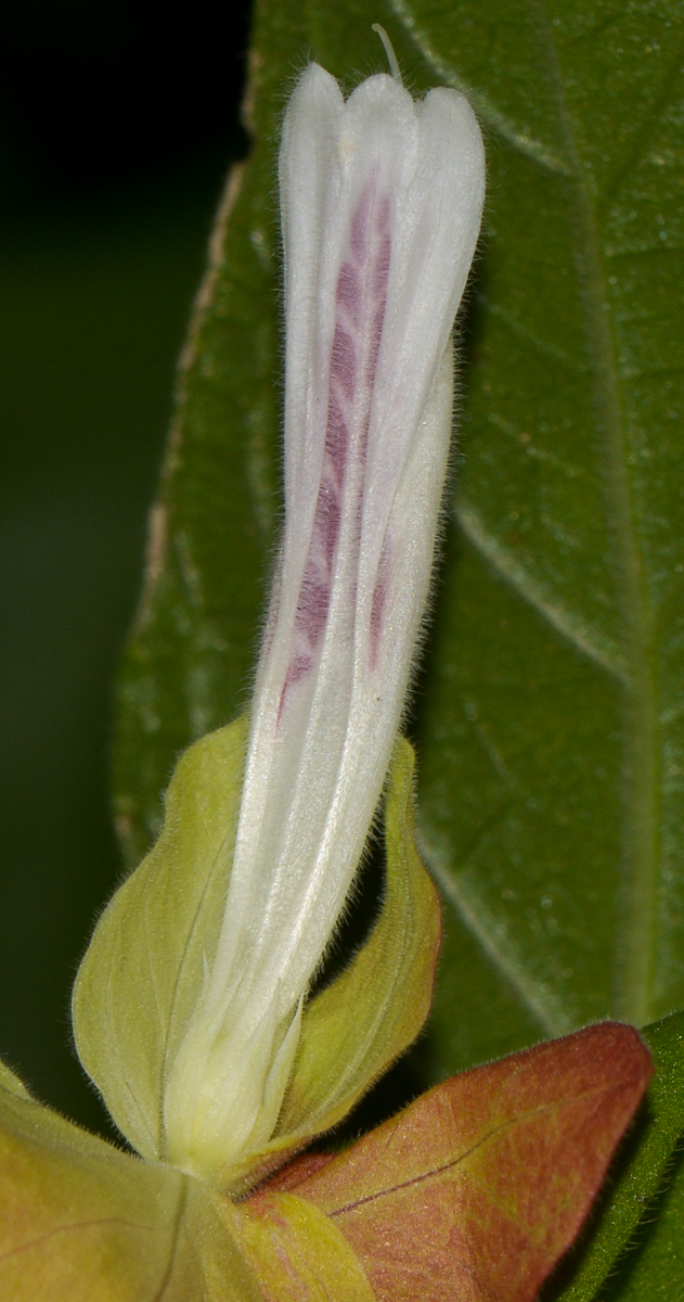 Image of Justicia fulvicoma specimen.