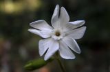 Melandrium latifolium. Цветок. Крым, окр. Ялты, заповедник «Мыс Мартьян». 07.06.2016.