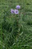 Lactuca sibirica