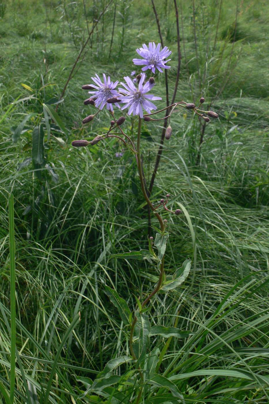 Изображение особи Lactuca sibirica.
