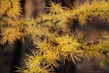 Larix cajanderi