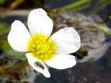 Ranunculus trichophyllus. Цветок с сидящим жуком. Беларусь, Гродненская обл., Новогрудский р-н, окр. дер. Нёвда. Верховье реки Нёвда, в водотоке. 19.05.2016.