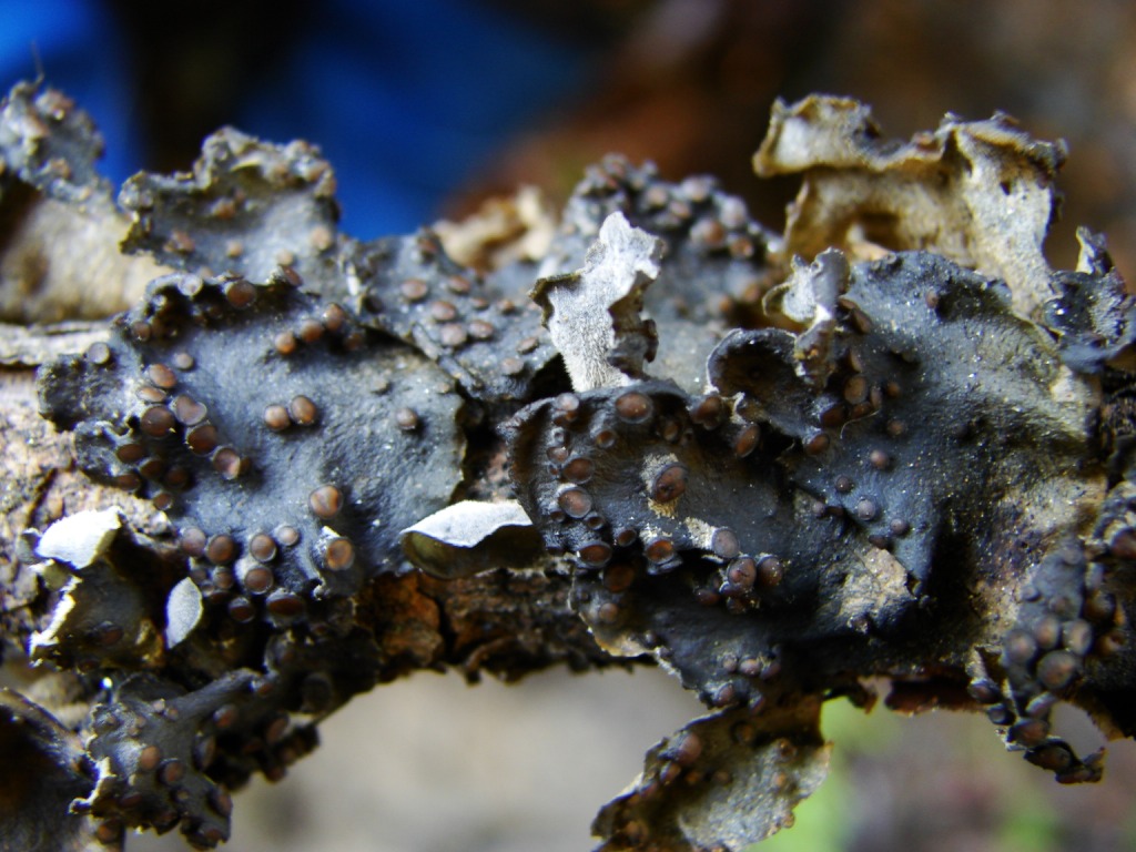 Изображение особи Leptogium hildenbrandii.