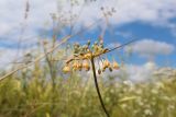 Allium paczoskianum