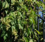 Humulus lupulus. Части побегов с соцветиями и листьями. Восточный Казахстан, г. Усть-Каменогорск, парк Жастар, в культуре. 04.09.2016.